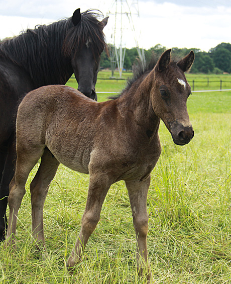 Welsh cob hengstveulen Zorro 2